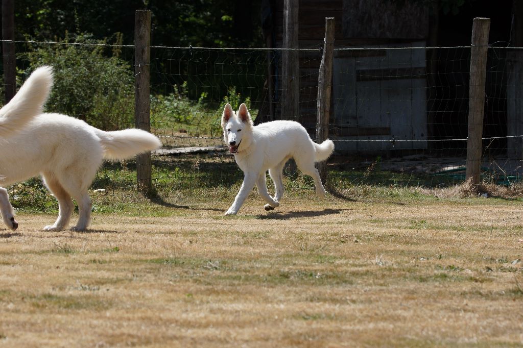 Opale Des chemins du poitou