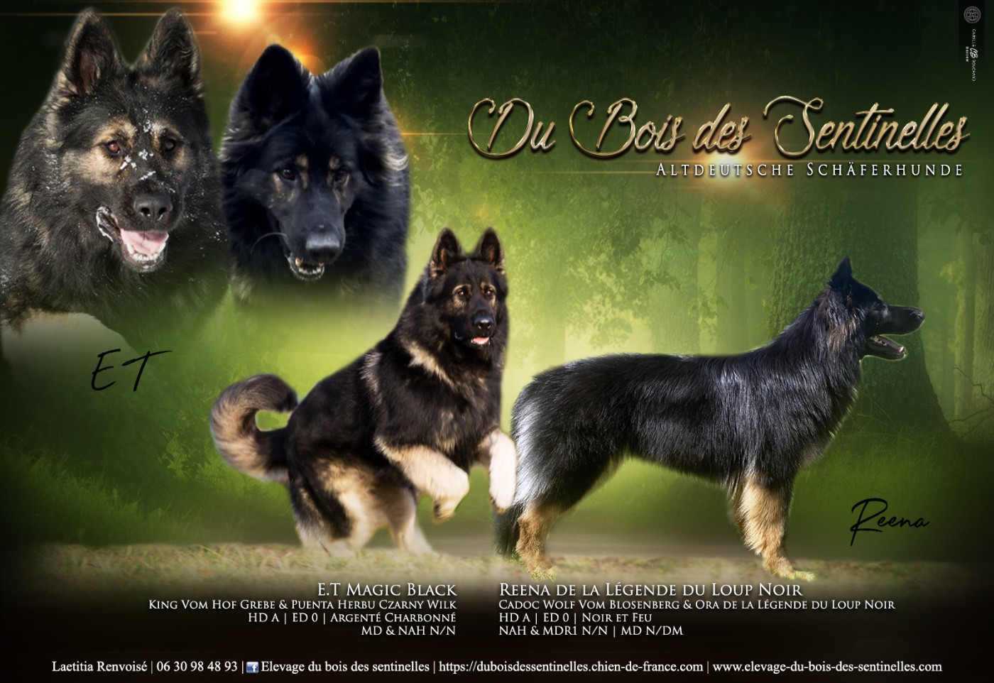 Altdeutcher Schaferhunde nés le 4 Mars 2026