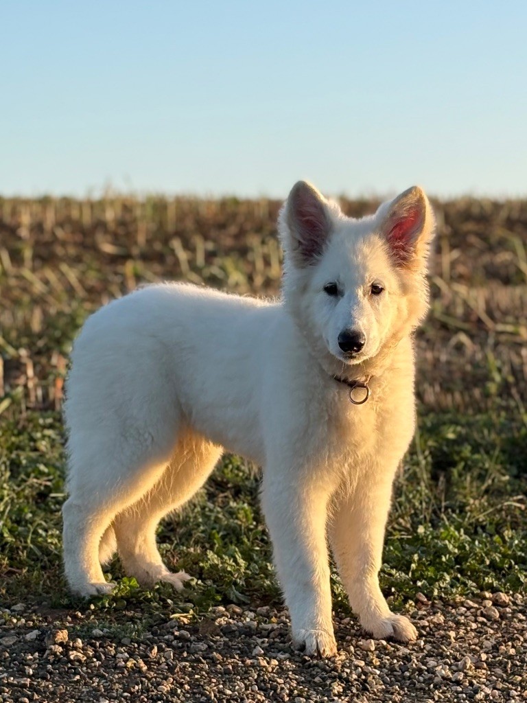 Du Bois Des Sentinelles - Awaï attends sa famille pour la vie !