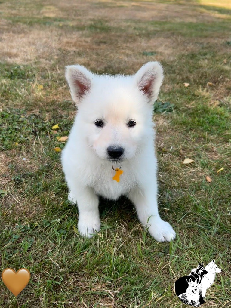 Du Bois Des Sentinelles - Chiots disponibles - Berger Blanc Suisse
