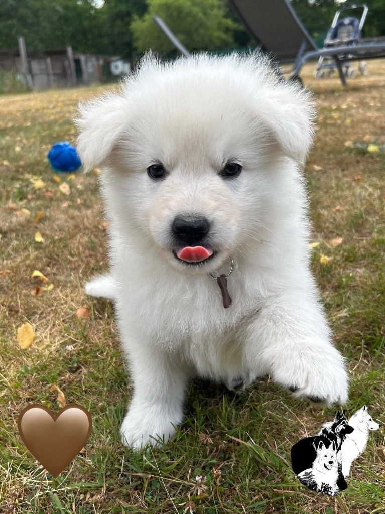 Du Bois Des Sentinelles - Chiots disponibles - Berger Blanc Suisse