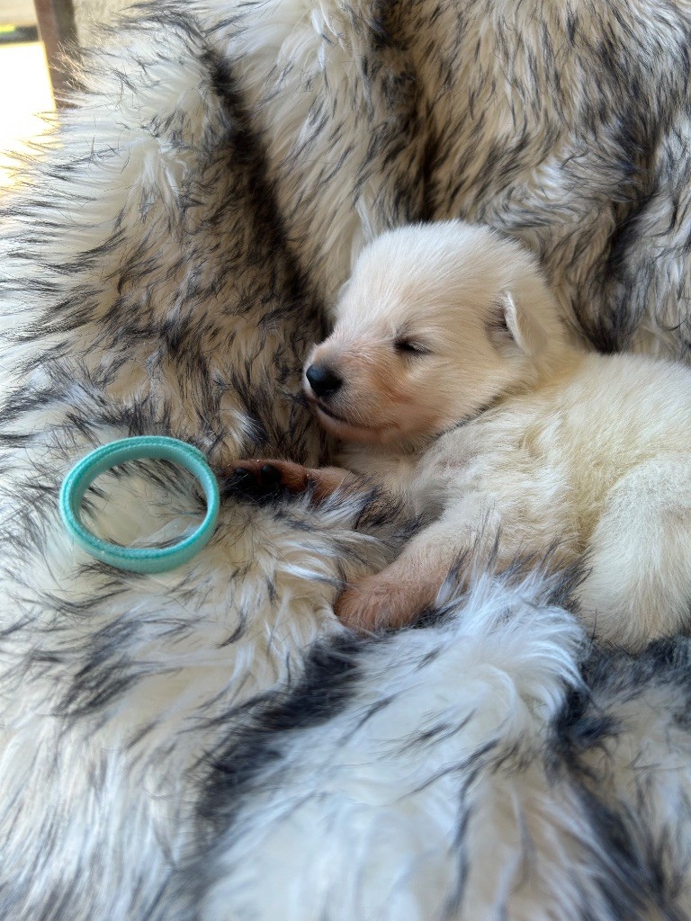 Du Bois Des Sentinelles - Chiots disponibles - Berger Blanc Suisse