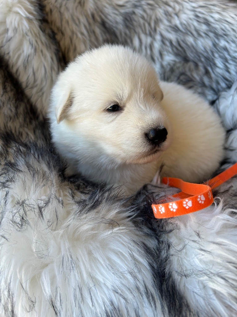Du Bois Des Sentinelles - Chiots disponibles - Berger Blanc Suisse
