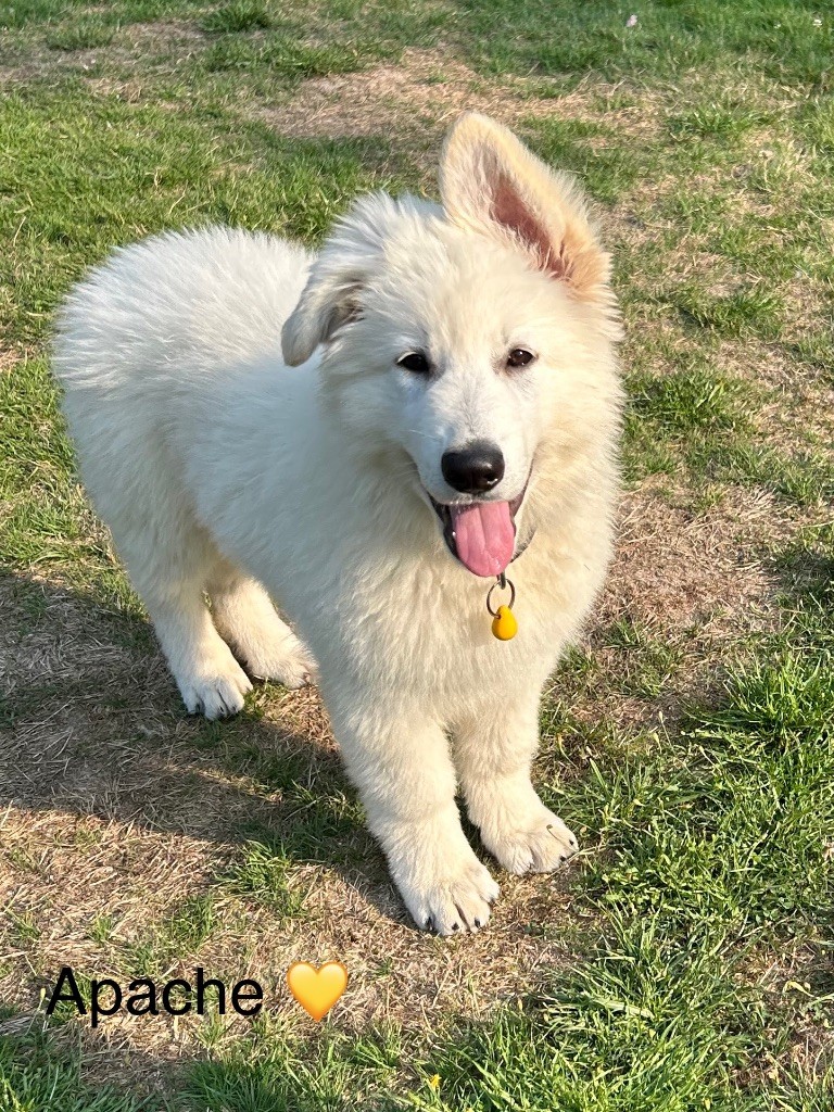 Du Bois Des Sentinelles - Chiots disponibles - Berger Blanc Suisse