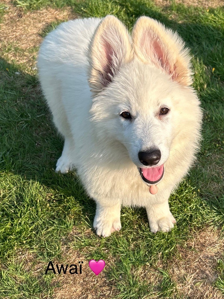 Du Bois Des Sentinelles - Chiots disponibles - Berger Blanc Suisse