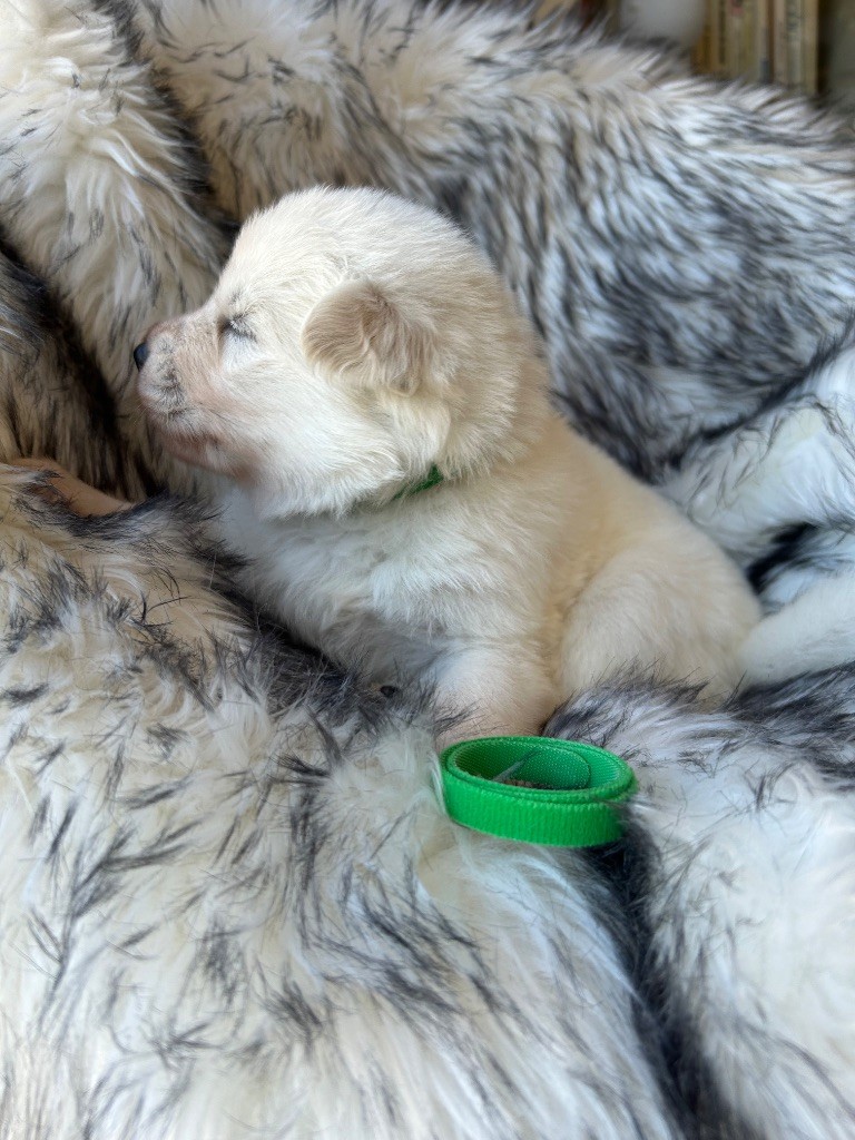 Du Bois Des Sentinelles - Chiots disponibles - Berger Blanc Suisse
