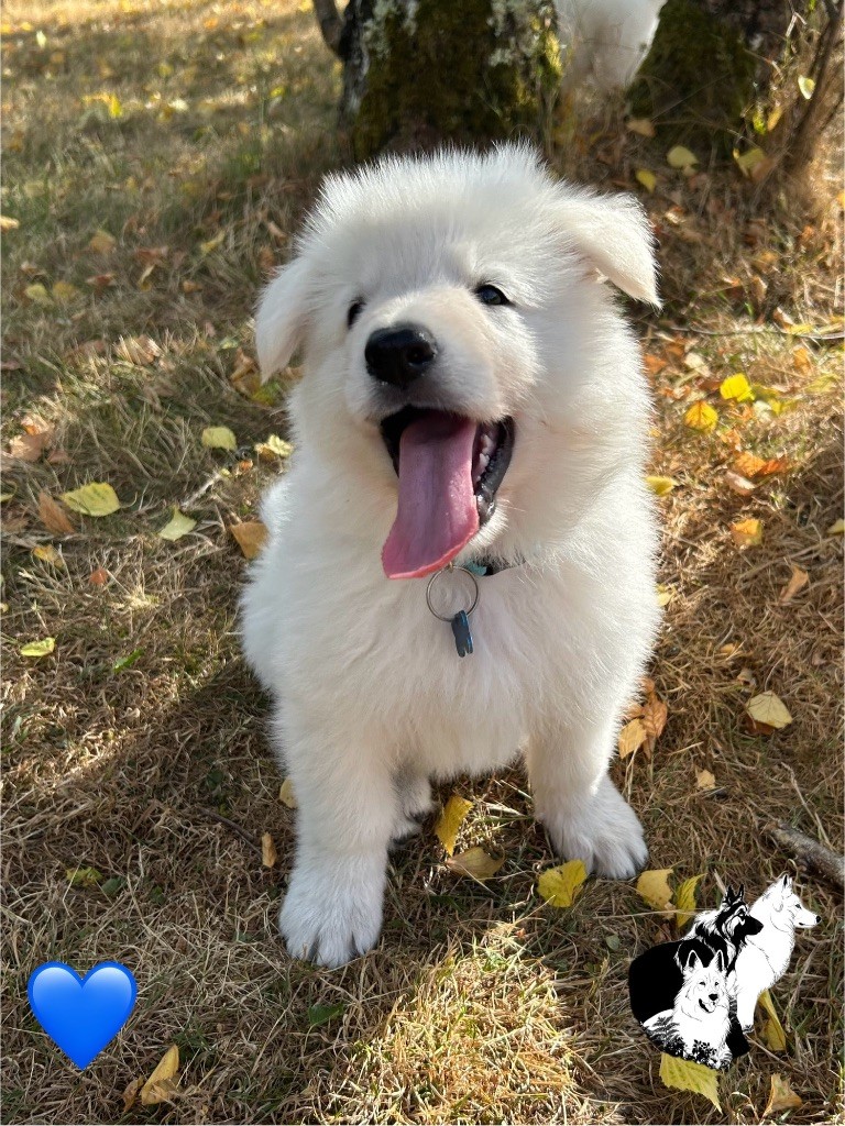 Du Bois Des Sentinelles - Chiots disponibles - Berger Blanc Suisse