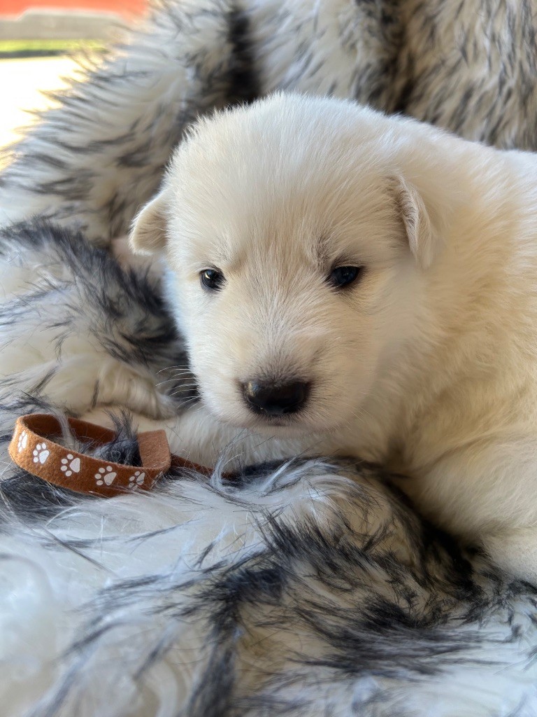 Du Bois Des Sentinelles - Chiots disponibles - Berger Blanc Suisse