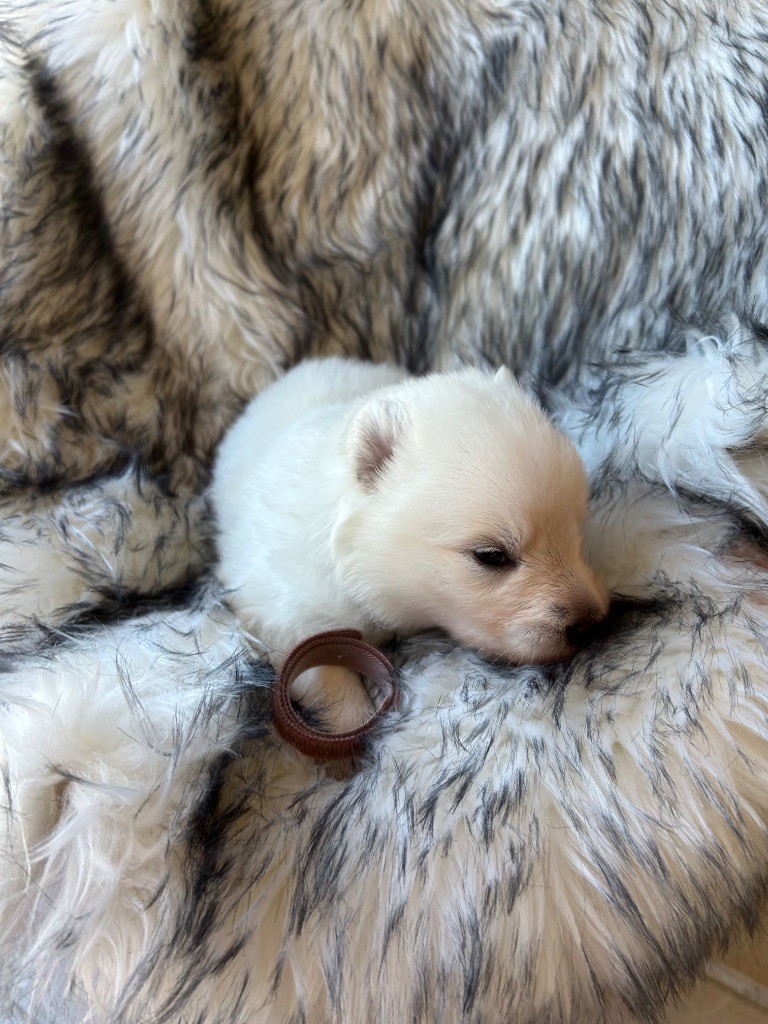 Du Bois Des Sentinelles - Chiots disponibles - Berger Blanc Suisse