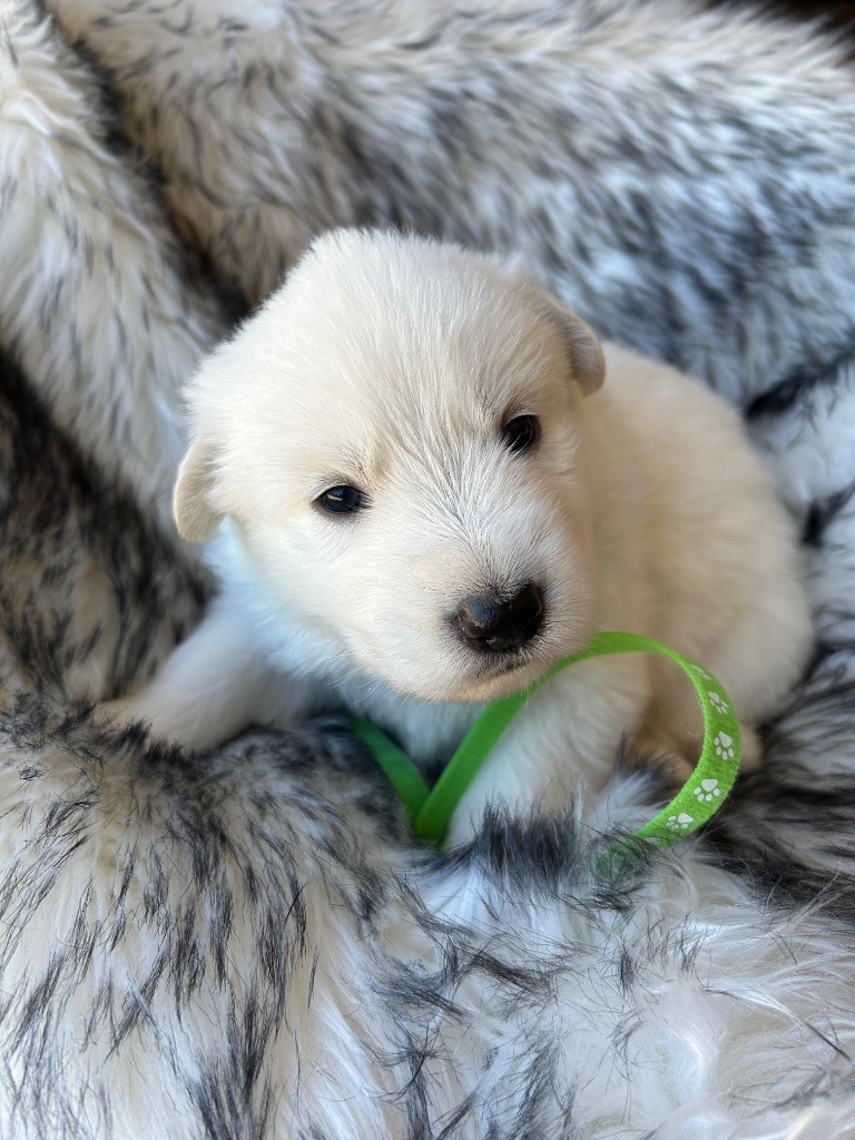 Du Bois Des Sentinelles - Chiots disponibles - Berger Blanc Suisse