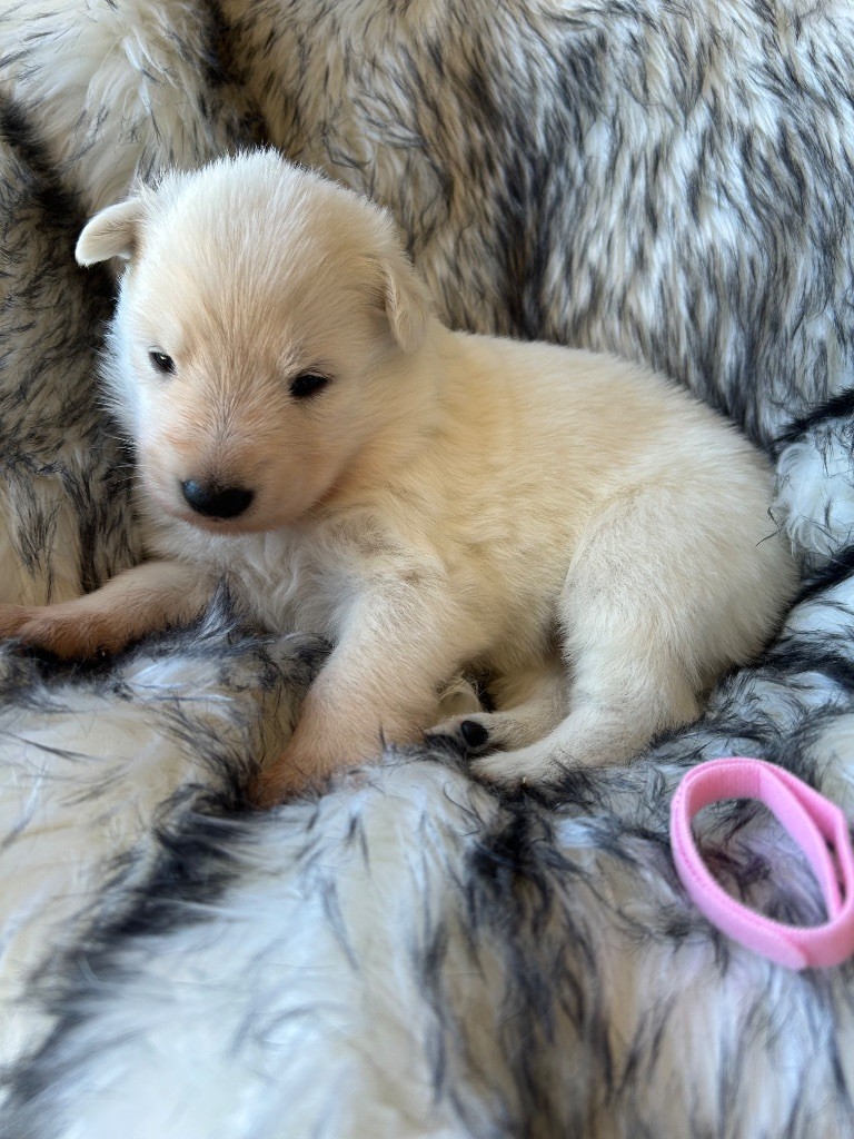 Du Bois Des Sentinelles - Chiots disponibles - Berger Blanc Suisse