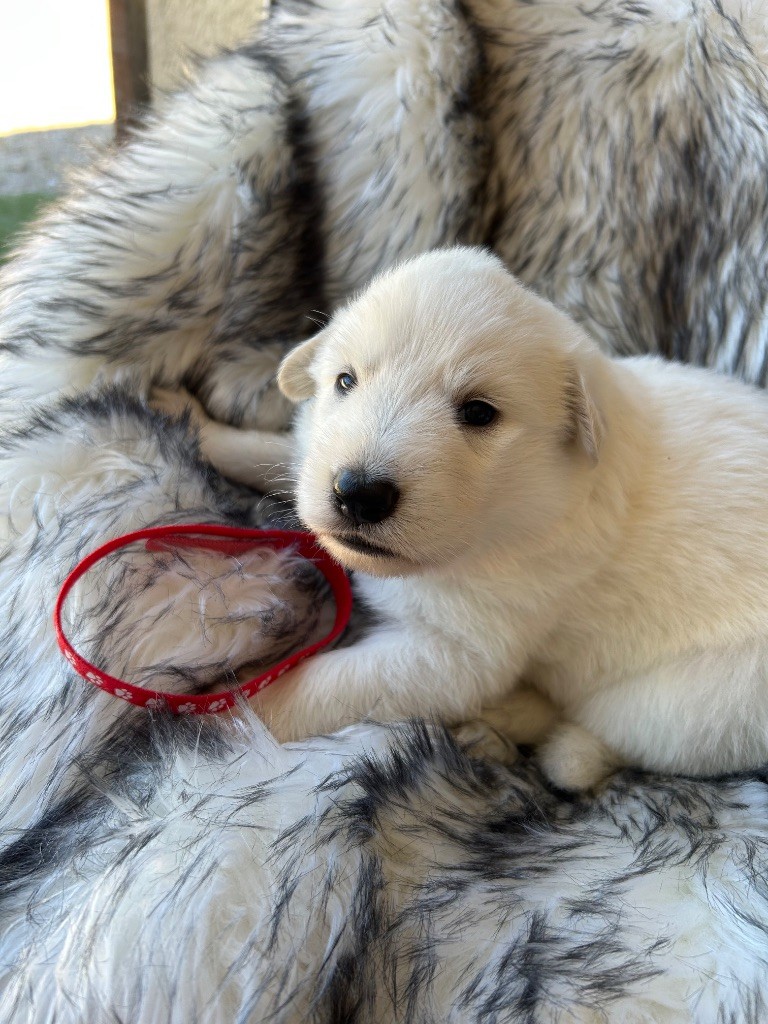 Du Bois Des Sentinelles - Chiots disponibles - Berger Blanc Suisse