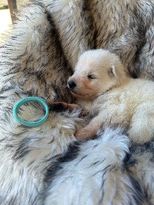 CHIOT collier bleu