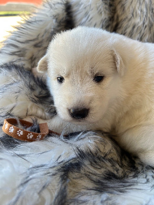 CHIOT collier marron