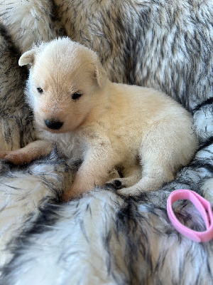 CHIOT collier rose