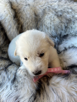 CHIOT collier rose