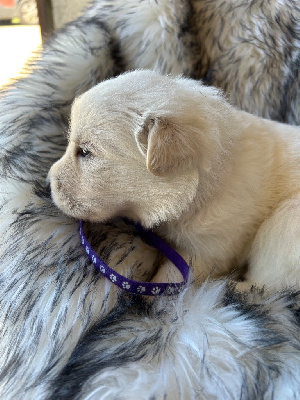 CHIOT collier violet