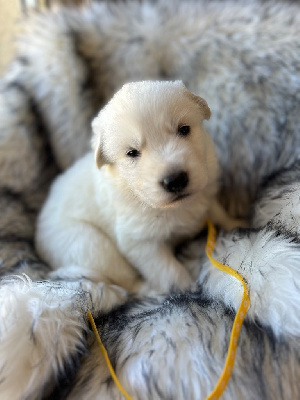 CHIOT collier jaune