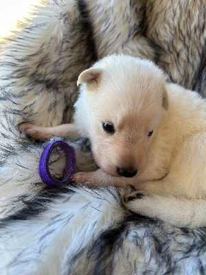 CHIOT collier violet