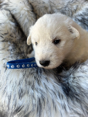 CHIOT collier bleu