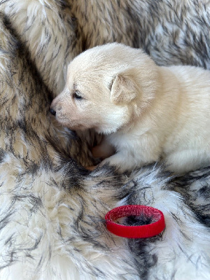 CHIOT collier rouge