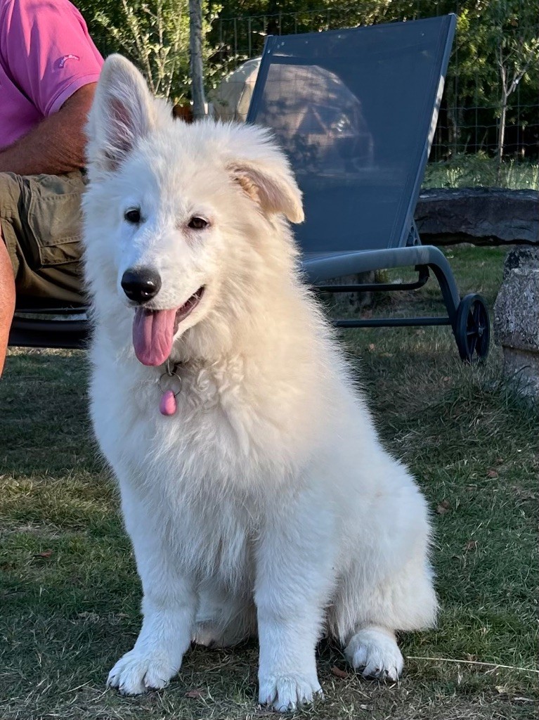 Du Bois Des Sentinelles - Chiots disponibles - Berger Blanc Suisse