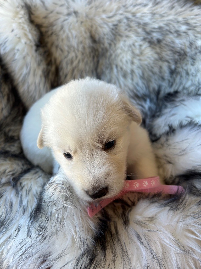 Du Bois Des Sentinelles - Chiots disponibles - Berger Blanc Suisse