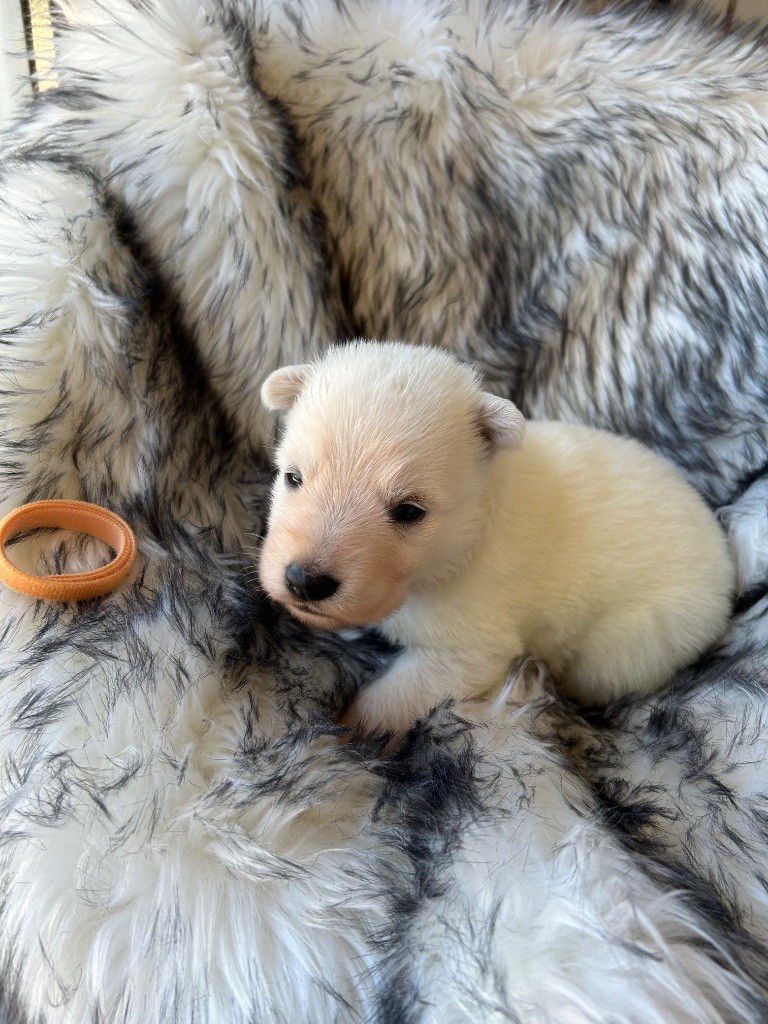 Du Bois Des Sentinelles - Chiots disponibles - Berger Blanc Suisse