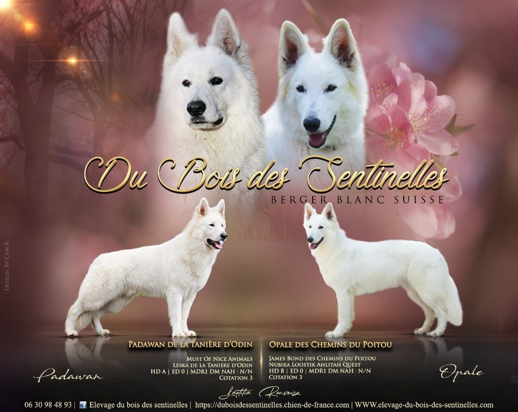 Du Bois Des Sentinelles - Berger Blanc Suisse - Portée née le 10/05/2025