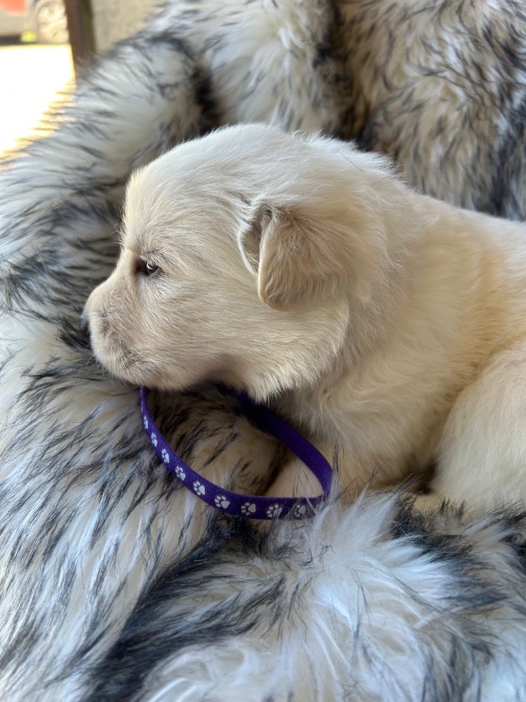 Du Bois Des Sentinelles - Chiots disponibles - Berger Blanc Suisse