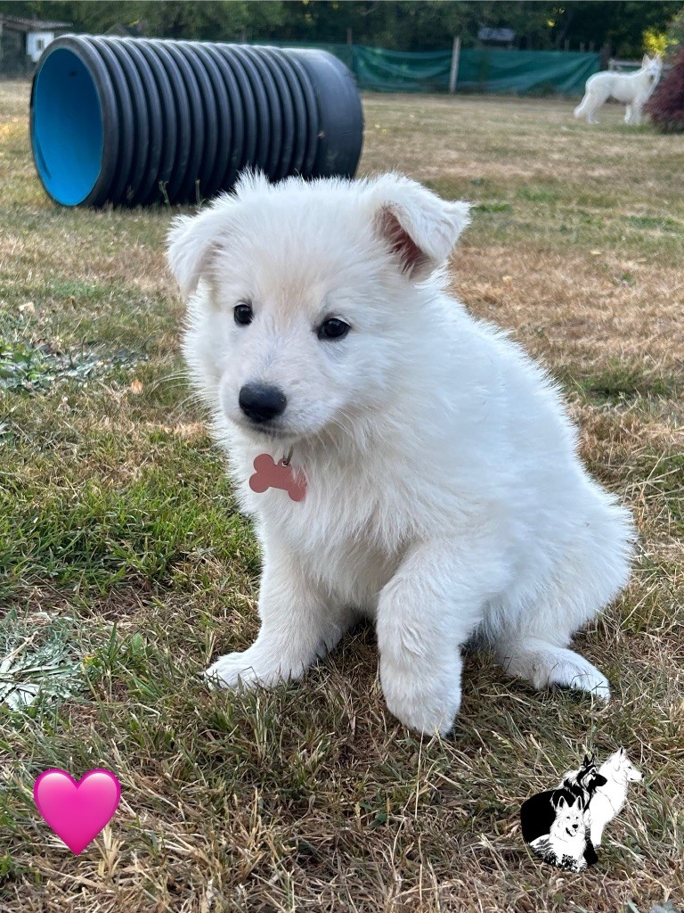 Du Bois Des Sentinelles - Chiots disponibles - Berger Blanc Suisse