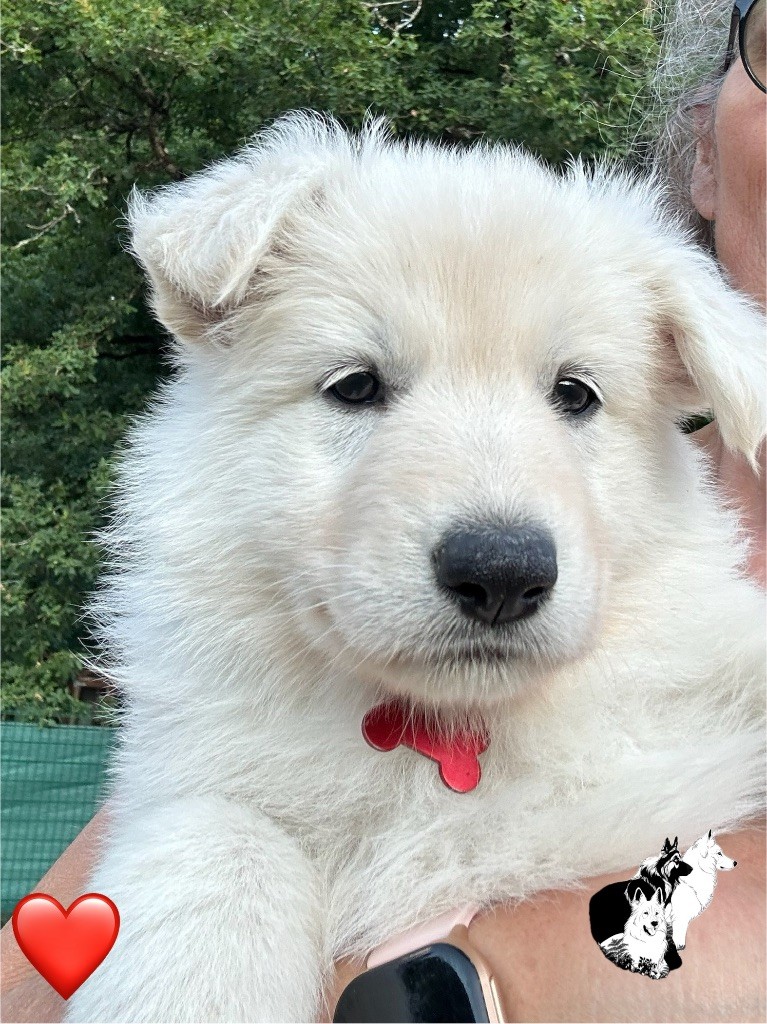 Du Bois Des Sentinelles - Chiots disponibles - Berger Blanc Suisse