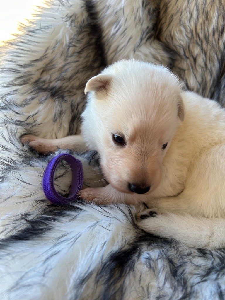 Du Bois Des Sentinelles - Chiots disponibles - Berger Blanc Suisse