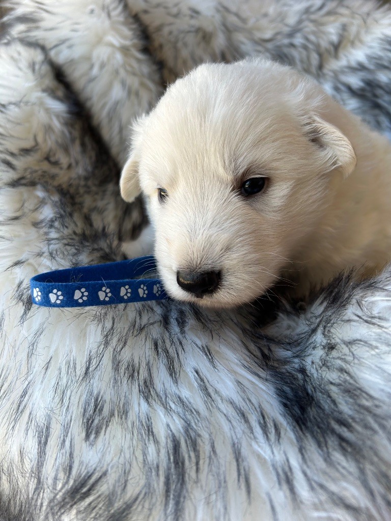 Du Bois Des Sentinelles - Chiots disponibles - Berger Blanc Suisse