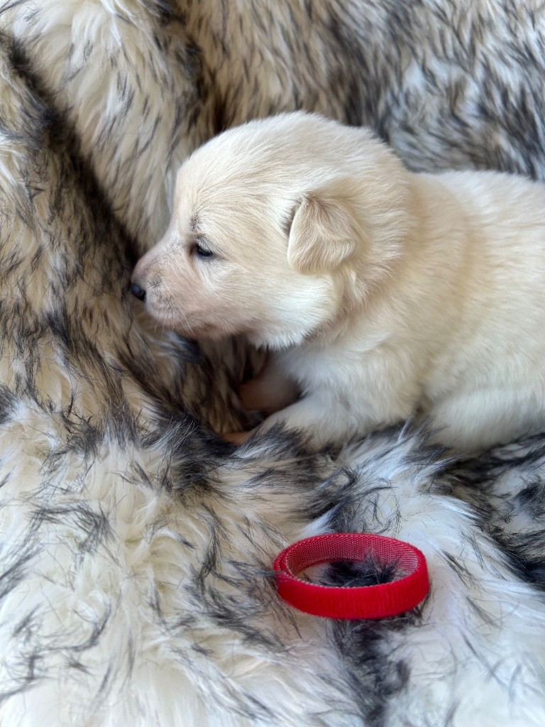 Du Bois Des Sentinelles - Chiots disponibles - Berger Blanc Suisse
