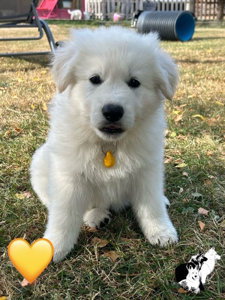 Du Bois Des Sentinelles - Chiots disponibles - Berger Blanc Suisse